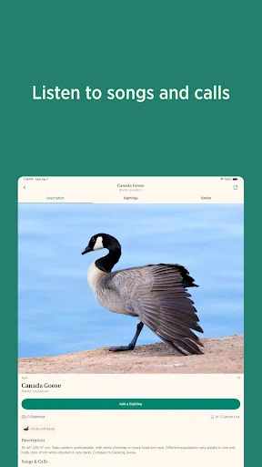 Download Audubon Bird Guide Terbaru – Identifikasi Burung Gratis - Screenshot 9