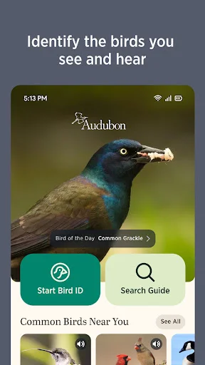 Download Audubon Bird Guide Terbaru – Identifikasi Burung Gratis - Screenshot 3