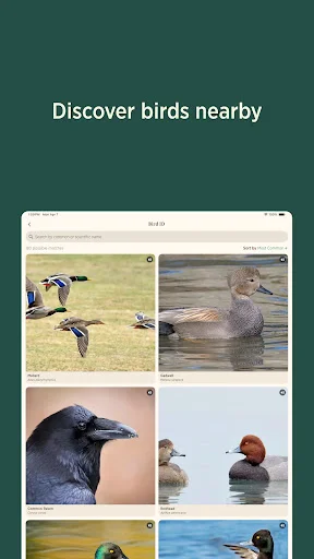 Download Audubon Bird Guide Terbaru – Identifikasi Burung Gratis - Screenshot 15