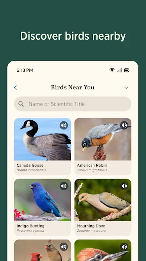 Download Audubon Bird Guide Terbaru – Identifikasi Burung Gratis - Screenshot 5