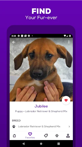 Download Petfinder – Adopt a Pet Terbaru – Temukan Teman Berbulu - Screenshot 6