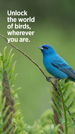 Download Audubon Bird Guide Terbaru – Identifikasi Burung Gratis - Screenshot 12
